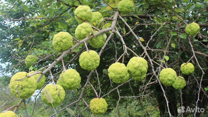 Маклюра саженцы