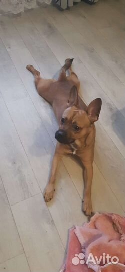 Собака в добрые руки