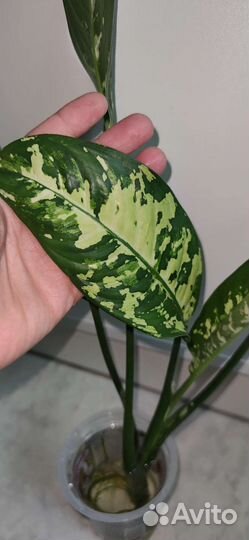 Диффенбахия индонезия