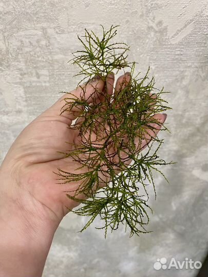 Аквариумные растения