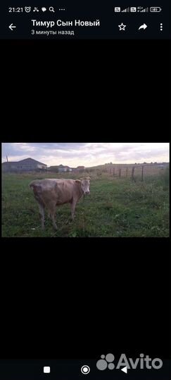 Корова ручная второй отель будет