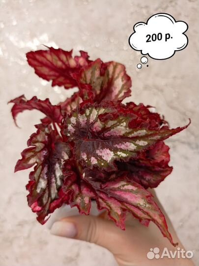 Бегонии сортовые