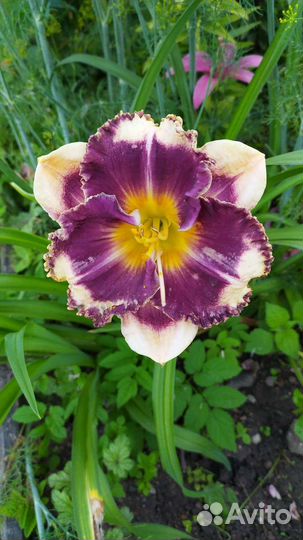 Лилейники сортовые