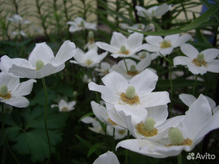 Садовые многолетники