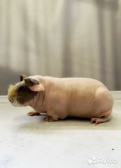 Морская свинка скинни