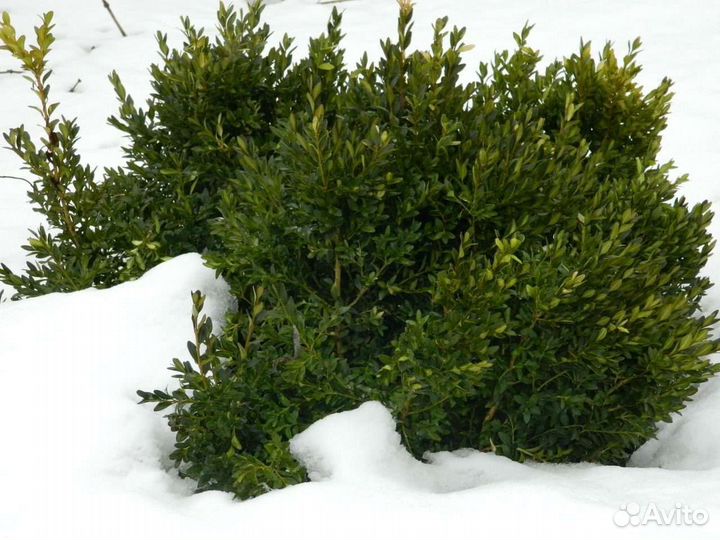 Самшит вечнозелёный (буксус)