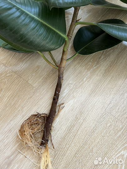 Фикус каучуконосный