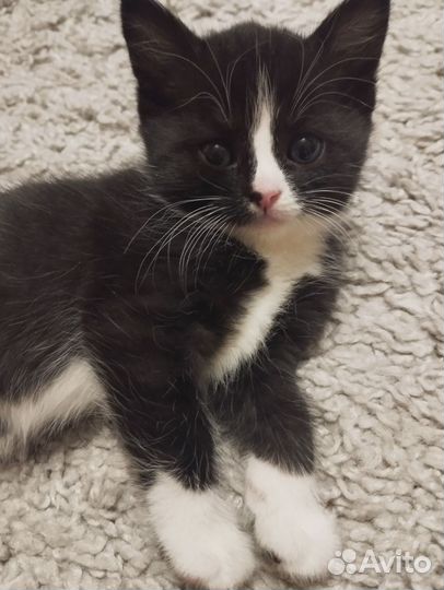 Котята бесплатно