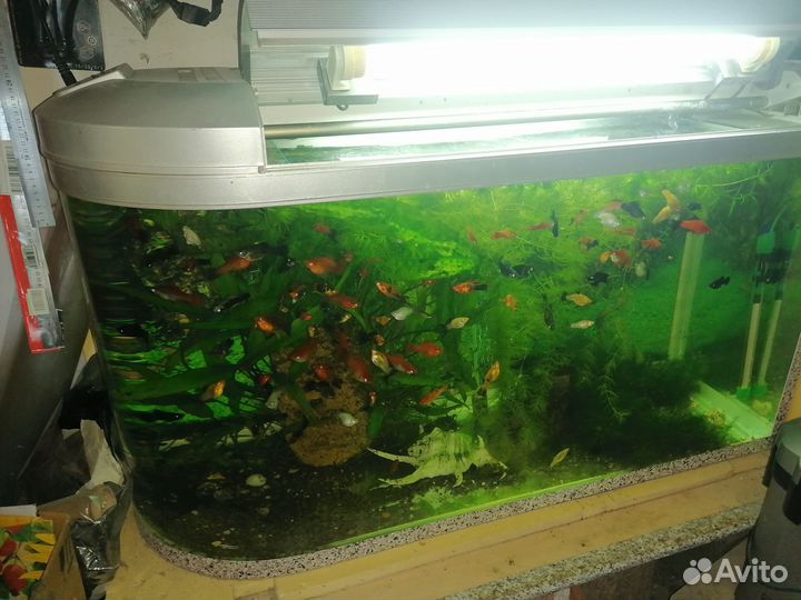 Аквариум