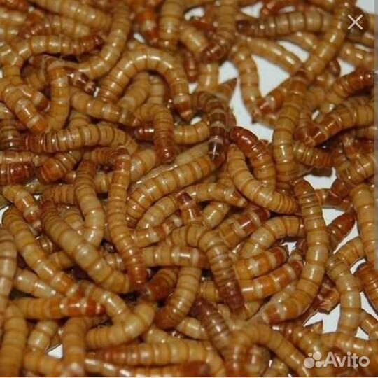 Мучной червь