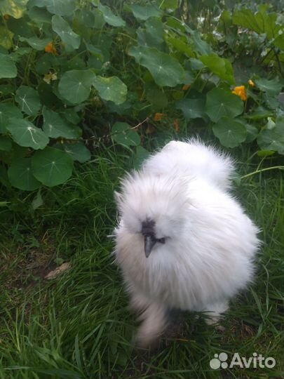 Петух китайский шелковый