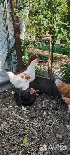 Петухи молодые, 5-6 месячные. 500р