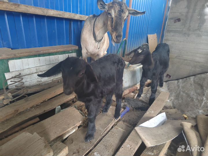 Нубийские козочки