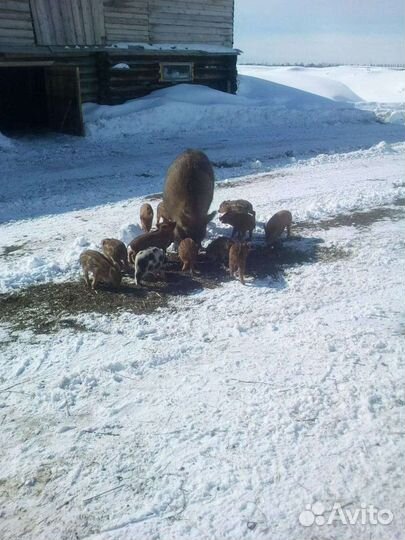 Поросята кабанчики, подсвинки