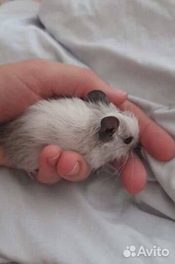 Дегу,6 девочки и мальчики