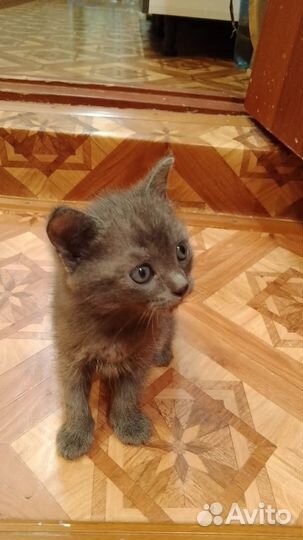 Котята в добрые руки бесплатно