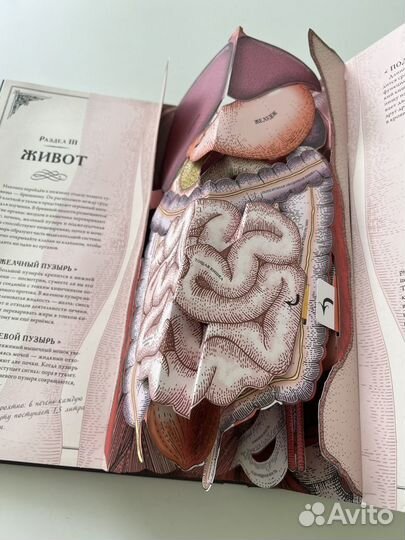 Тело человека интерактивная книга-панорама