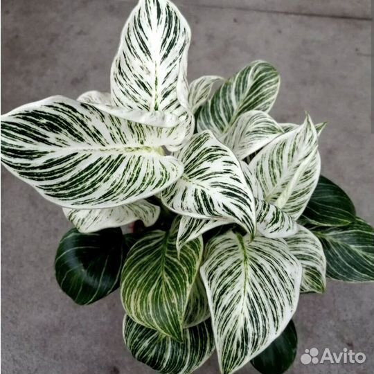 Филадендрон 