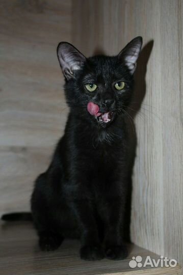 Маленькая пантерка - кошечка 1 год