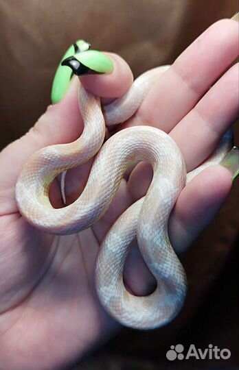 Змея маисовый полоз