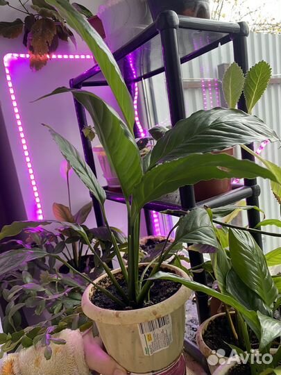 Спатифиллум (женское счастье)