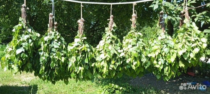 Березовые веники