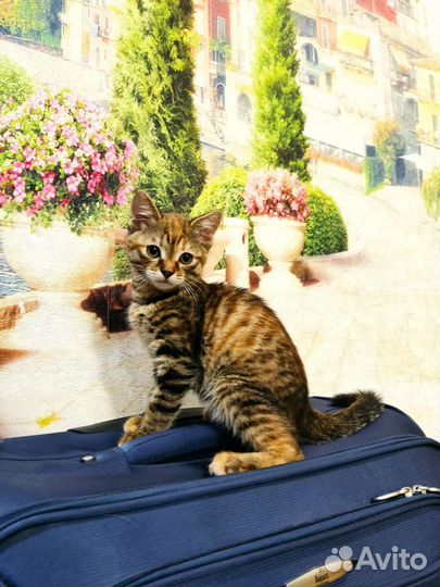 Котенок в дар бесплатно