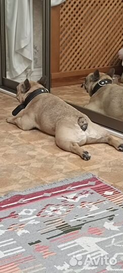 Передержка собак мелких пород