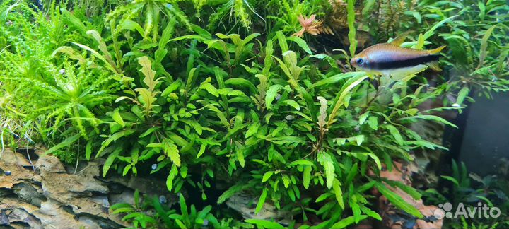 Аквариумные растения
