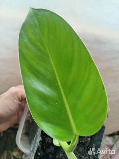 Филодендрон