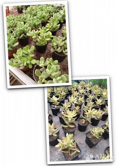 Комнатные растения