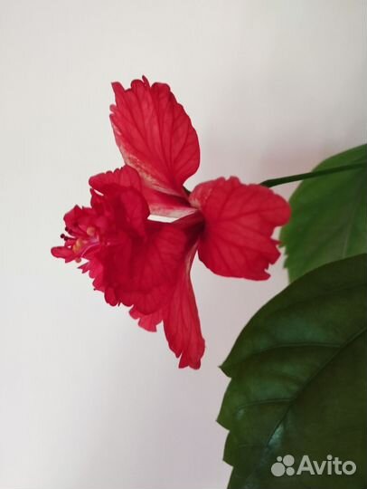 Гибискус /китайская роза