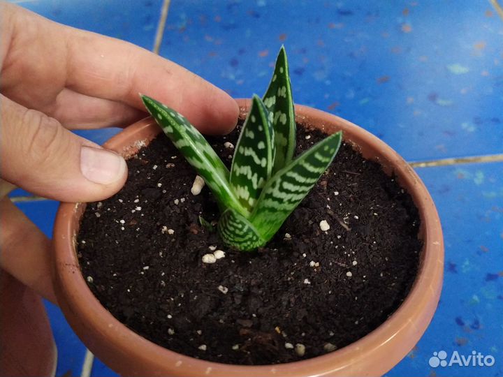 Тигровый Алоэ 