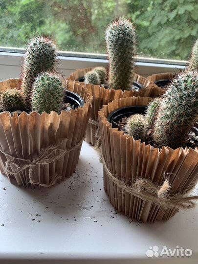 Кактус маммилярия