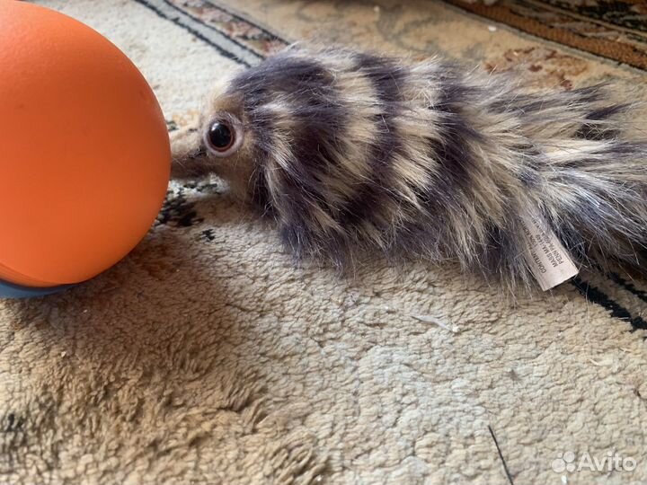 Мангуст с шаром