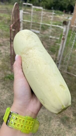 Участок 6 сот. (СНТ, ДНП)