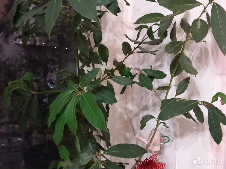 Лавровый лист 1метр