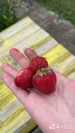 Рассада клубники