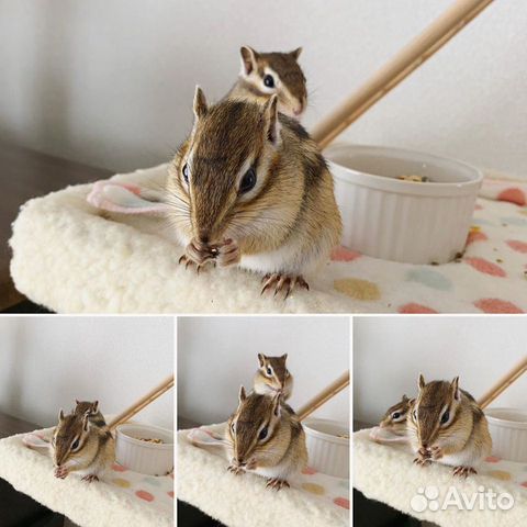 Бурундуки сибирские