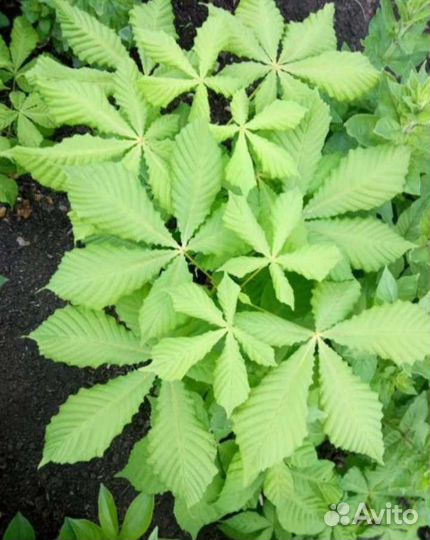 Конский каштан, саженцы