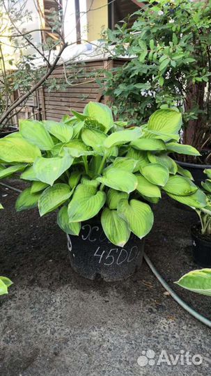 Хосты большие кусты