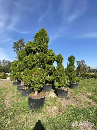 Туя Брабант Чупа-Чупс 0,6 м