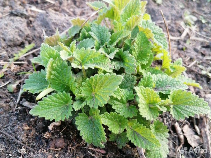Мелисса (чай, рассада)