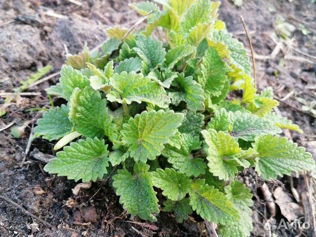 Мелисса (чай, рассада)