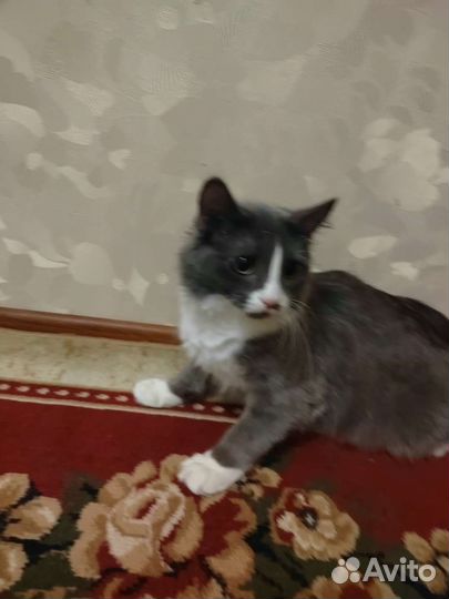 Кошка