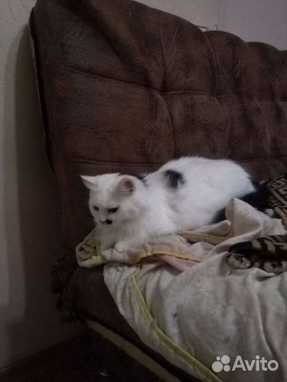 Кошка в добрые руки