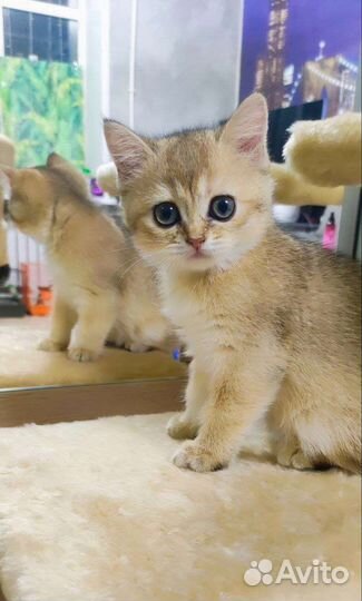 Котята золотая шиншилла