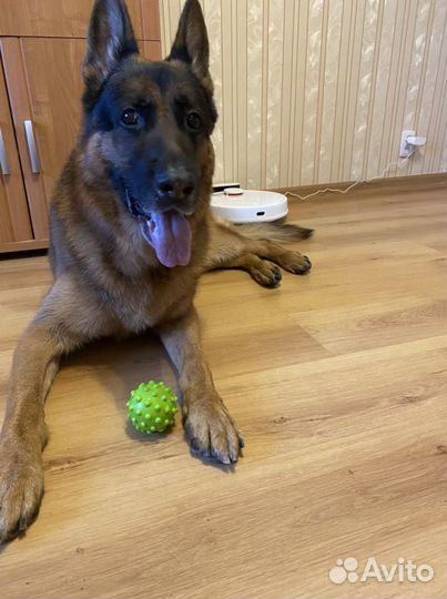 Передержка