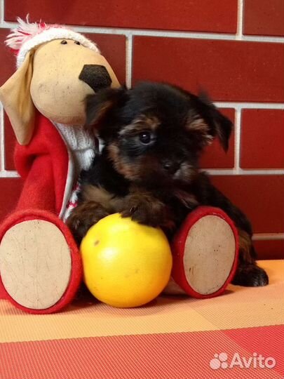 Йоркширский терьер щенки