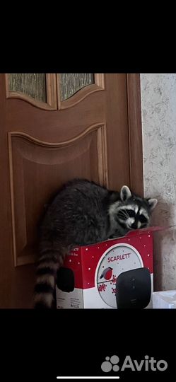 Енот полоскун